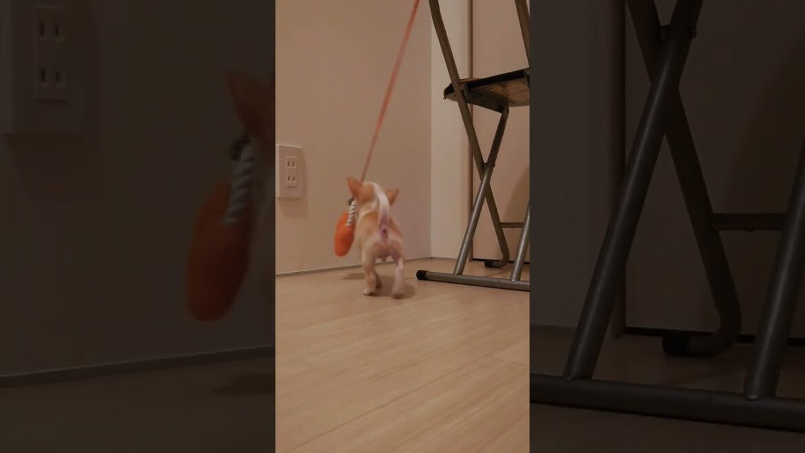 赤ちゃんチワワ　すってんころり