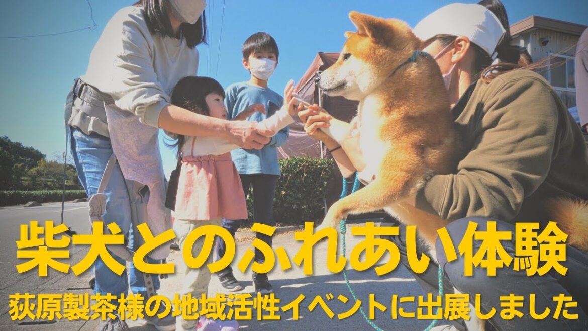 柴犬とのふれあい体験を実施！【荻原製茶様の地域活性イベントに出展してきました】柴犬の実家・芝田荘