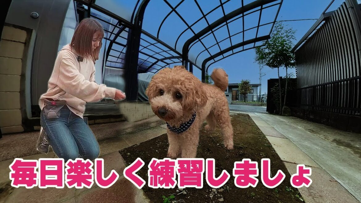 【トイプードルちゃんの人慣れ】トイプードルちゃんのちょっとした冒険!人へ近寄る練習までしちゃいました。 【トイプードルちゃんの人慣れ】トイプードルちゃんのちょっとした冒険!人へ近寄る練習までしちゃいました。