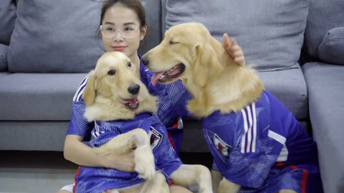 飼い主に抱っこされているハスキーに嫉妬するゴールデンレトリバーのスイカ君が可愛すぎた・甘えん坊なスイカ君 飼い主に抱っこされているハスキーに嫉妬するゴールデンレトリバーのスイカ君が可愛すぎた・甘えん坊なスイカ君