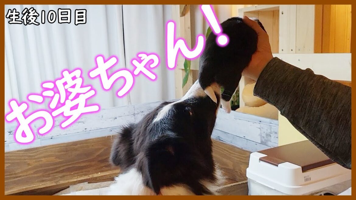 【子犬の成長】生後10、11日♪母性本能に火が付いちゃうボーダーコリー😊