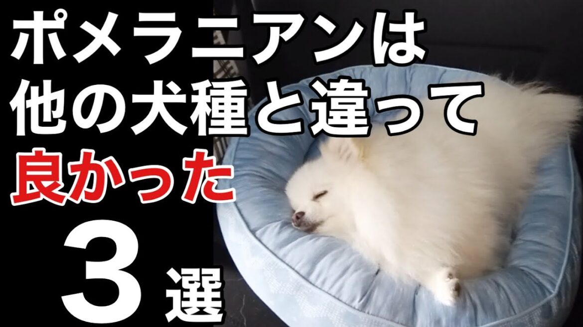 ポメラニアンを飼って、他の犬種と違って良かったと感じたことベスト３！結局は可愛いんですよね♪