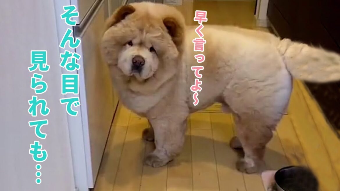 お尻に水入れが当たってびっくりするチャウチャウさん