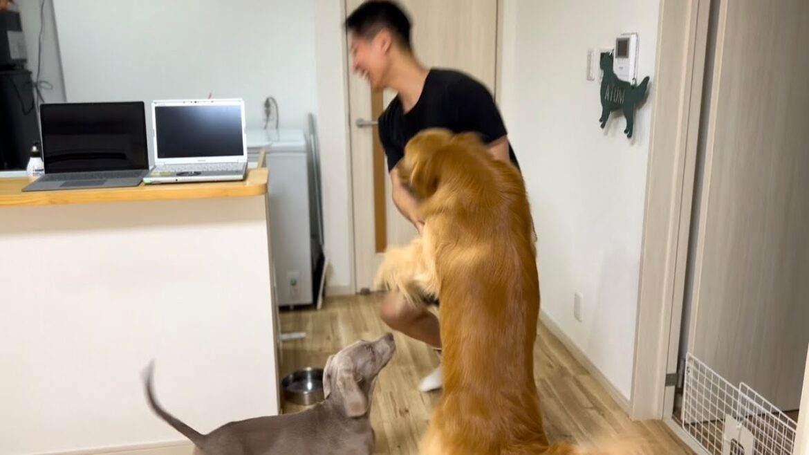 第2パパと再会を果たす愛犬。ゴールデンレトリバー&ワイマラナーの子犬