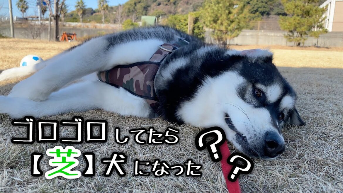 ゴロゴロしてたら【しば犬】になったアラスカンマラミュート ゴロゴロしてたら【しば犬】になったアラスカンマラミュート