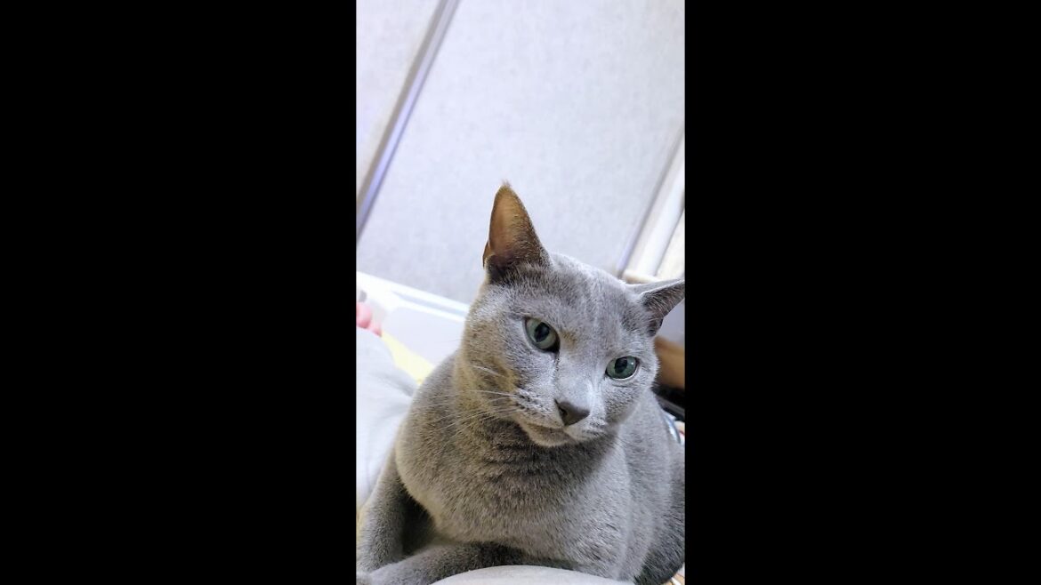 【猫動画】大人しく腕枕しろと訴えるロシアンブルー【russianblue】【shorts】Russian Blue that appeals quietly to pillow your arms