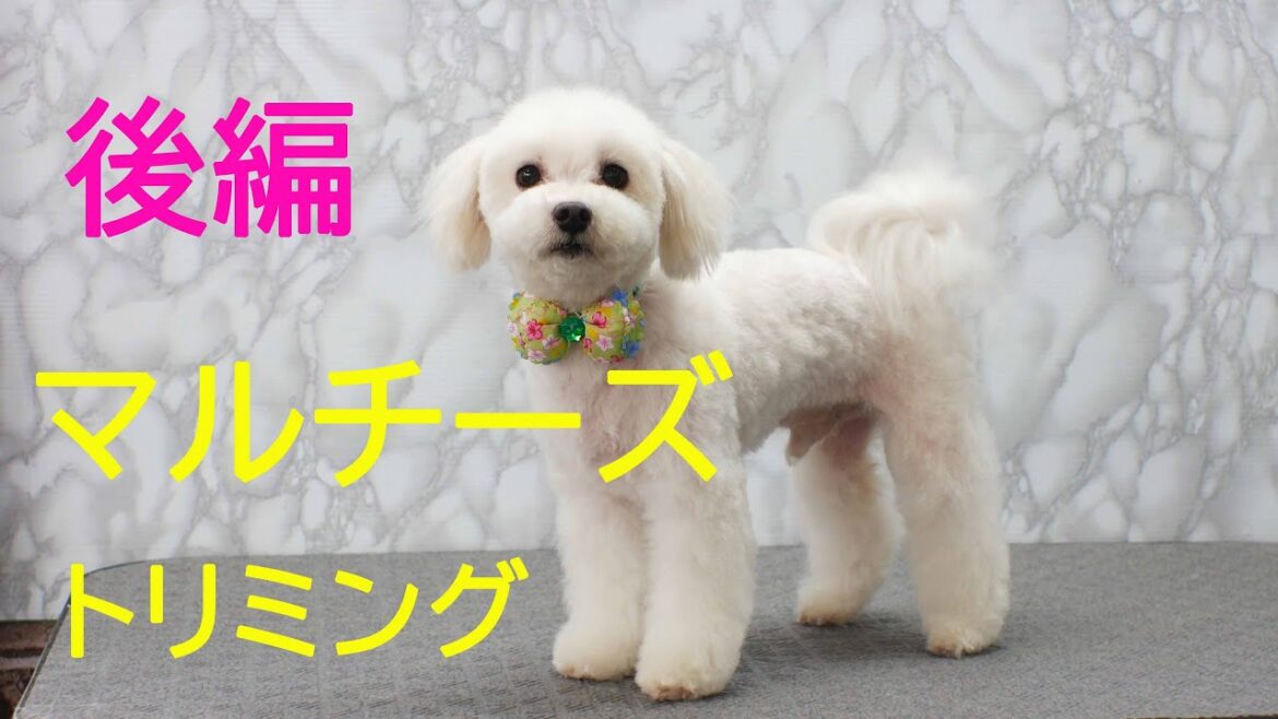 Maltese Grooming マルチーズのトリミング 体5mmバリカン仕上げ（後編）