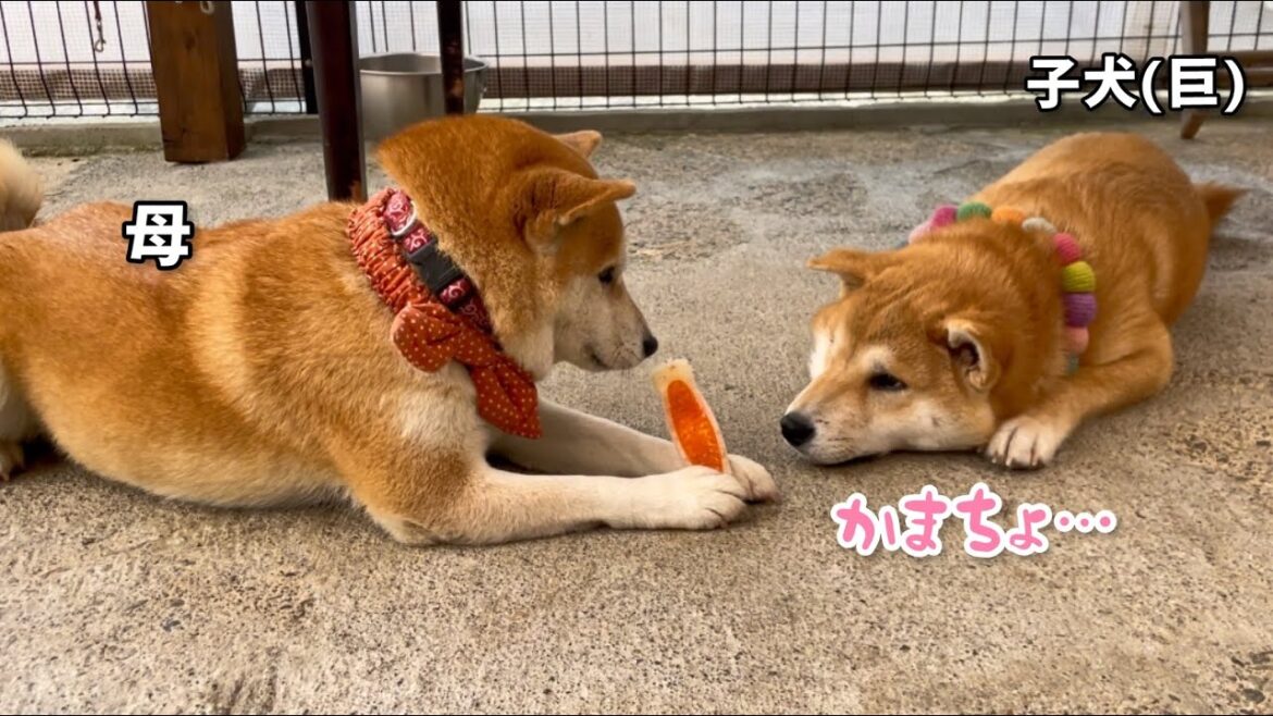 母柴犬にかまって欲しい子犬がデカいw