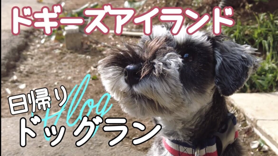 ドギーズアイランドのドッグランに行ってきた【Vlog】|ミニチュアシュナウザー