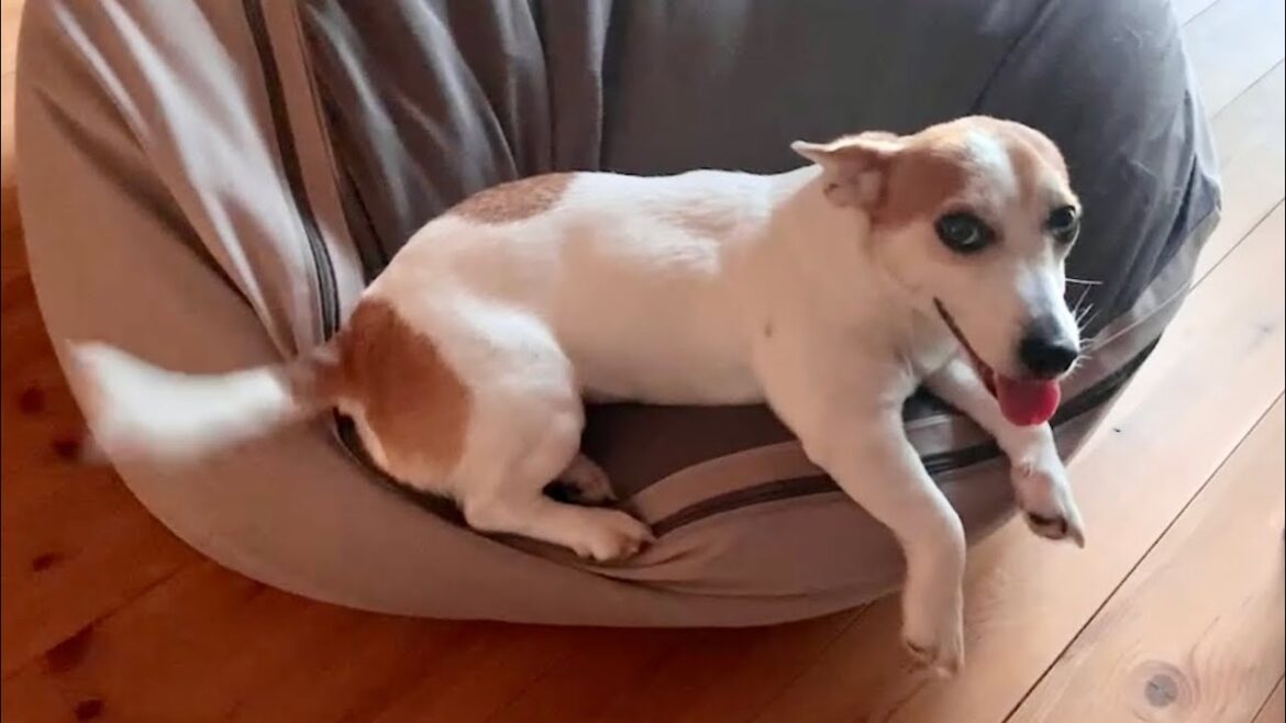 飼い主の行動を把握しているジャックラッセルテリア　Mira Jack Russell Terrier