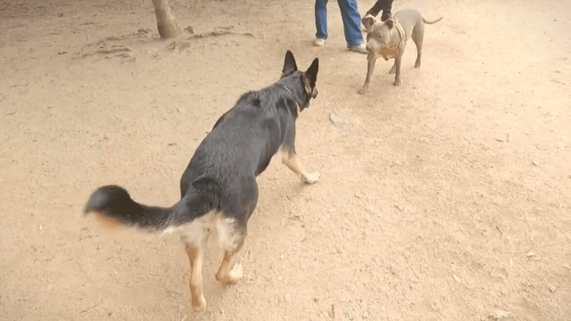 遊びの誘い方がめっちゃ下手な愛犬が久しぶりにドッグランへ行ったら…【ジャーマンシェパード】 遊びの誘い方がめっちゃ下手な愛犬が久しぶりにドッグランへ行ったら…【ジャーマンシェパード】