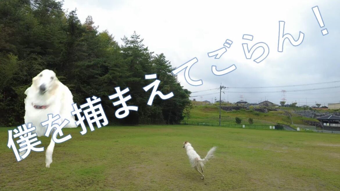ボルゾイ 人間をおちょくる🐕💨