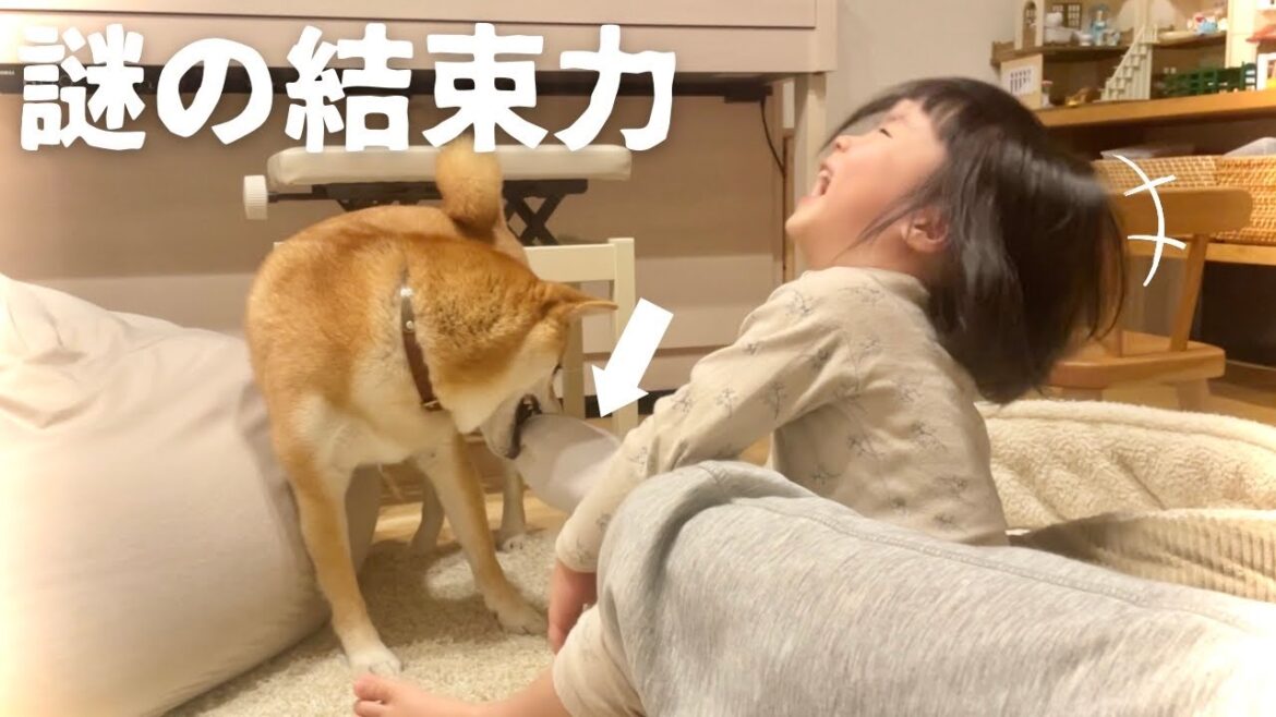 父の靴下とるために連携プレーを覚えてしまった柴犬と3歳娘 父の靴下とるために連携プレーを覚えてしまった柴犬と3歳娘