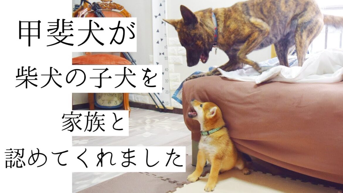 柴犬の子犬に見せる甲斐犬の優しさに思わず涙!見た目はいかつい。心は優しい。甲斐犬の魅力はここにあり!【甲斐犬・柴犬】 柴犬の子犬に見せる甲斐犬の優しさに思わず涙!見た目はいかつい。心は優しい。甲斐犬の魅力はここにあり!【甲斐犬・柴犬】