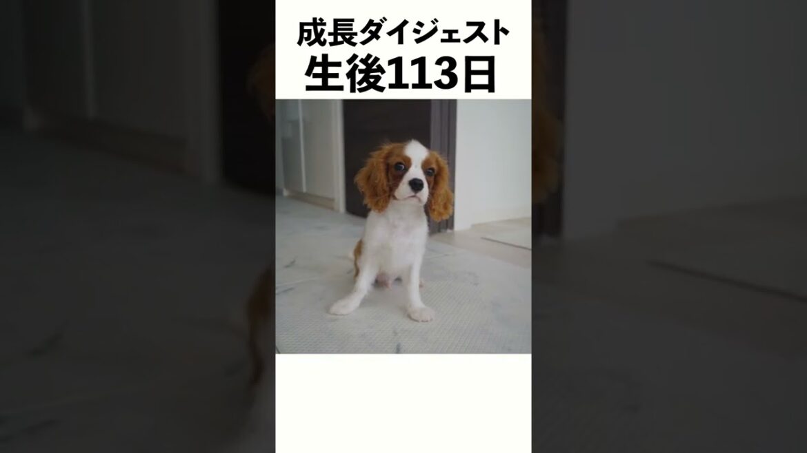 【ハーフバースデイ記念】キャバリア子犬の成長ダイジェスト ショートver