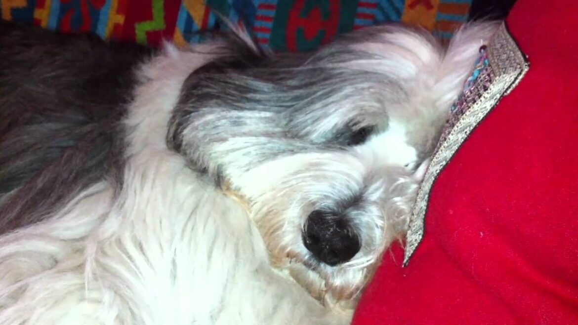polish lowland sheepdog melon ibiki