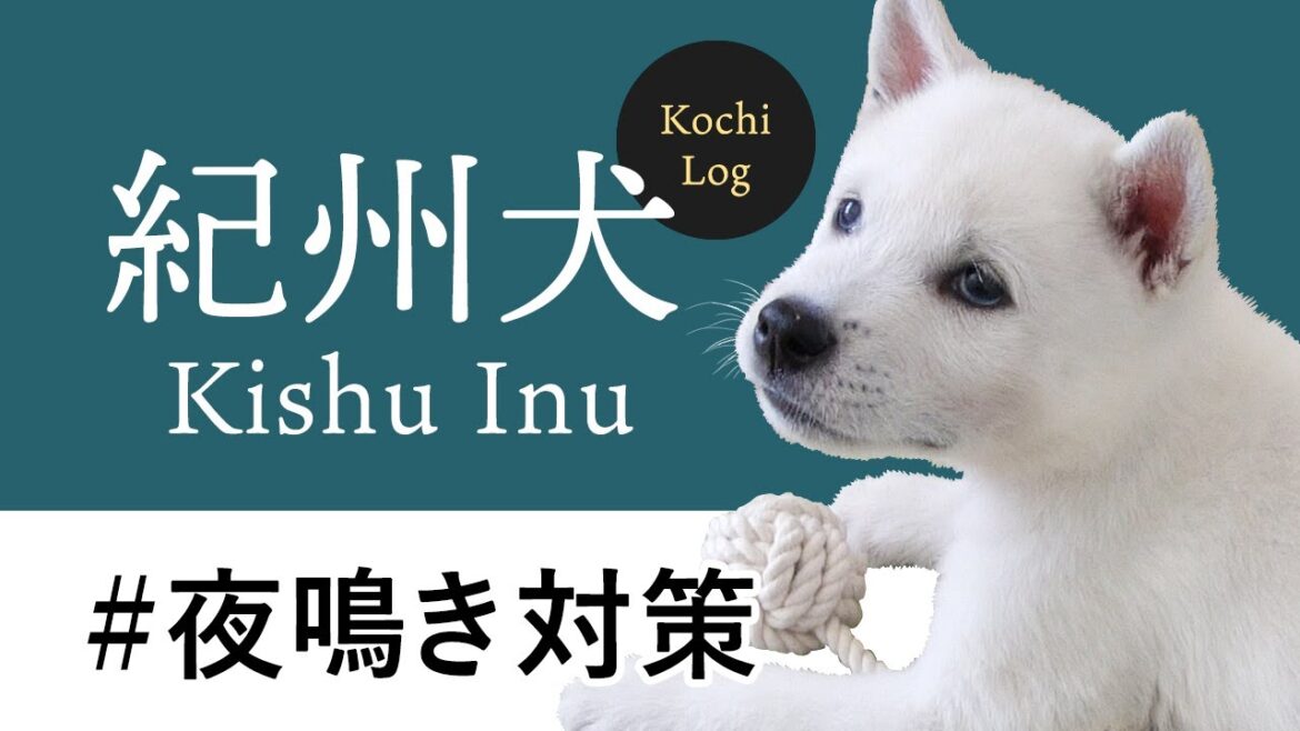 【夜鳴き対策】紀州犬　Kishu Inu ( Japanese dog ) Puppy