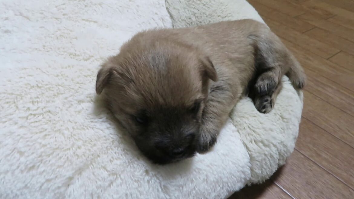 ケアーンテリアの子犬産まれたよ(パフBaby）