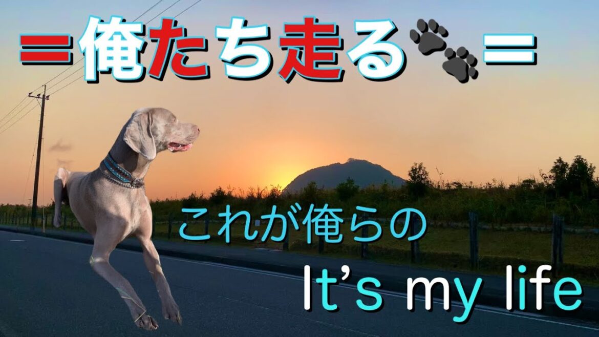 【俺たち走る】ワイマラナーカムイの早朝トレ