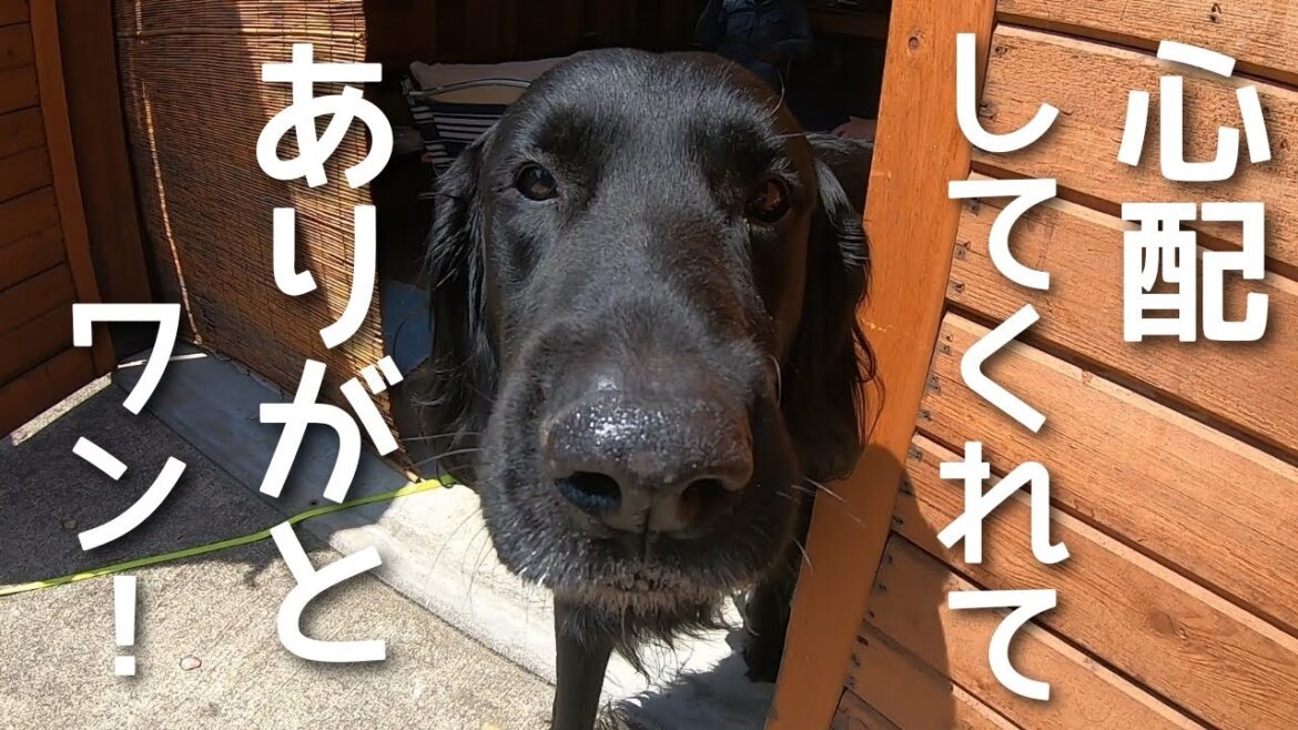 心配してくれてありがとワン🐾【フラットコーテッドレトリーバー＃96】