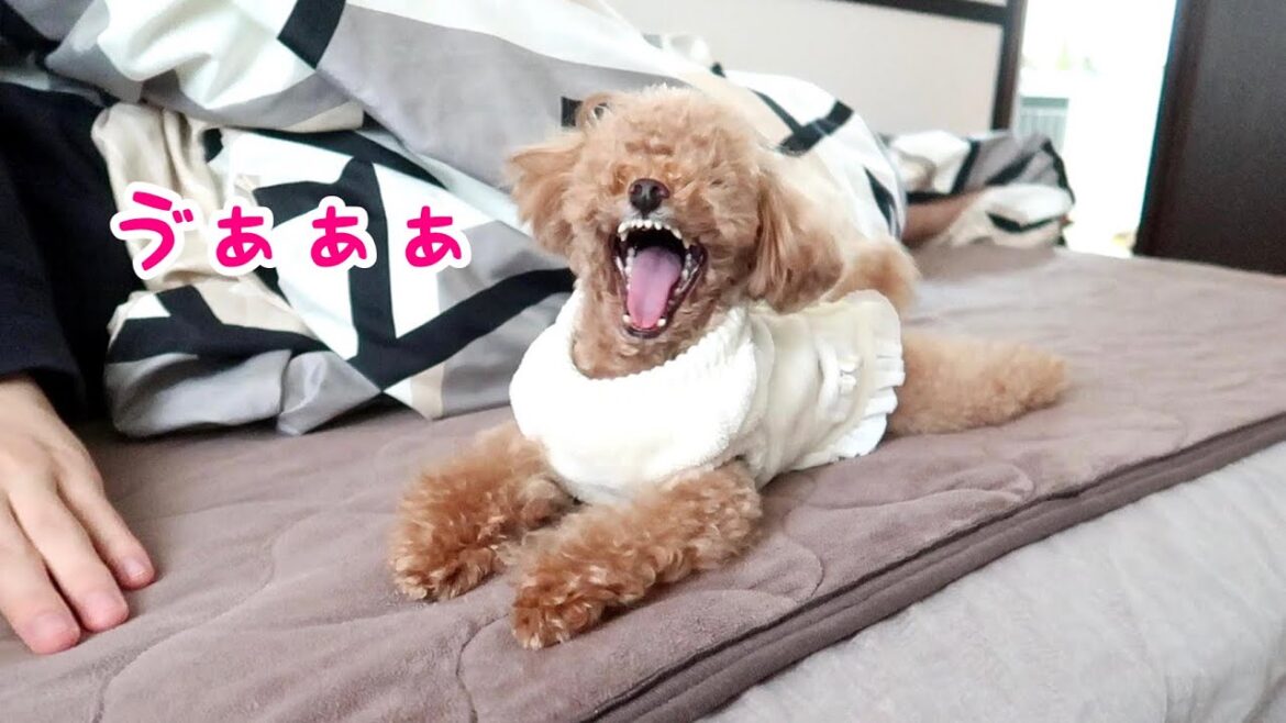 ある事にむしゃくしゃする犬のお尻もかわいい【トイプードルのコロン】