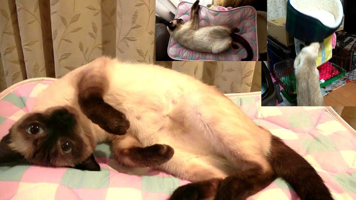 不機嫌で荒れていたお転婆シャム猫を落ち着かせようと、ひんやりマットを提供したらコロッと穏やかになった😻🐾