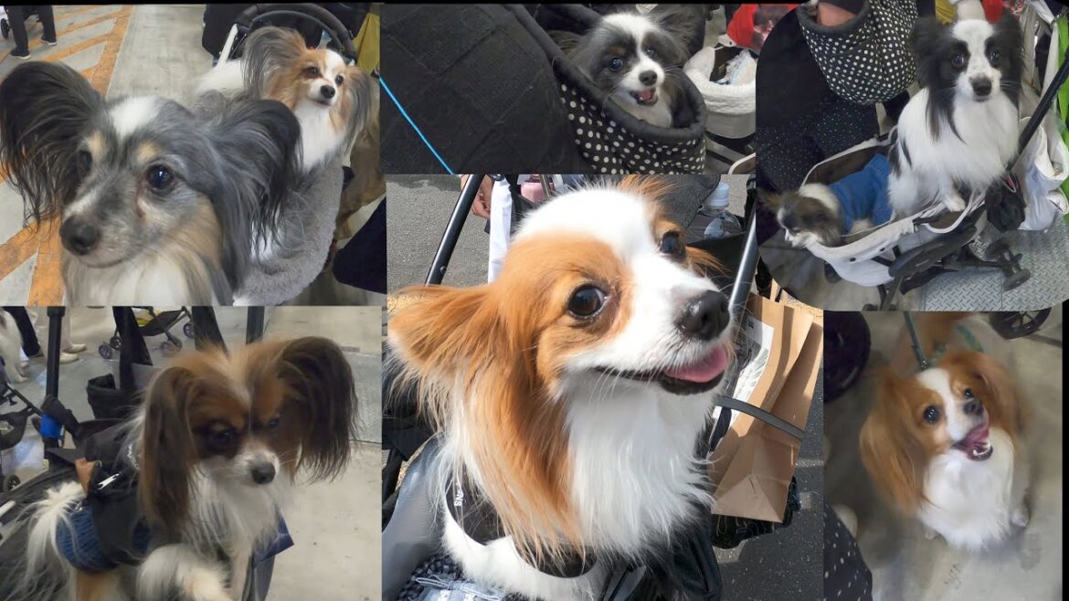 インターペットでたくさんのパピヨンに会ってきた