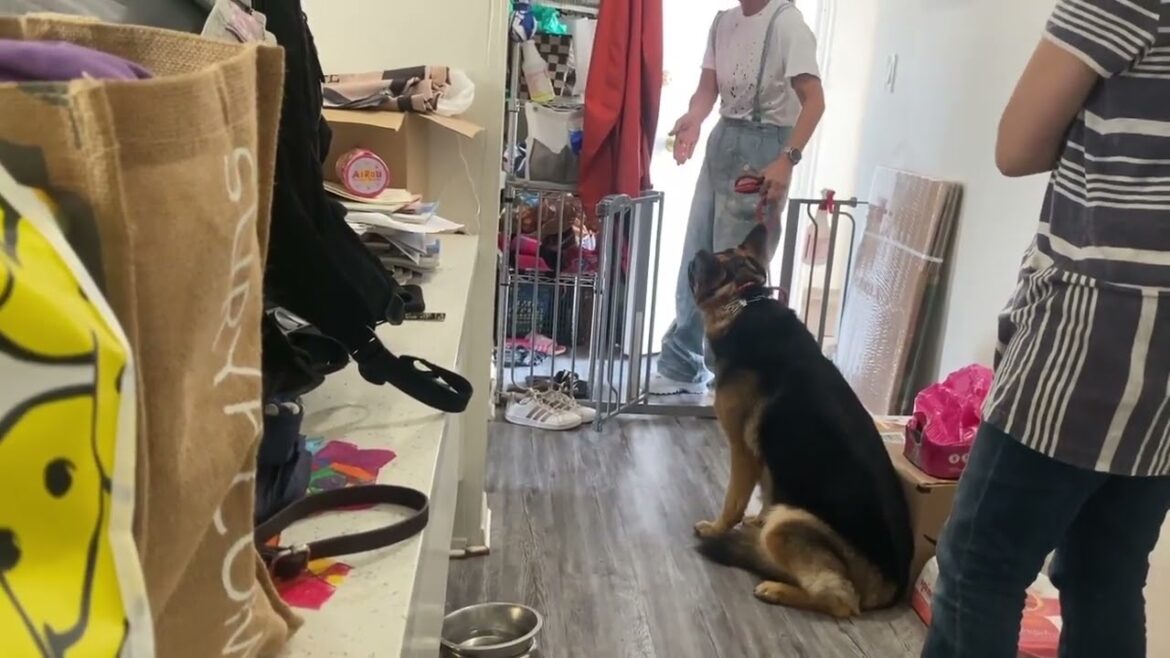 ジャーマンシェパード。犬の散歩へ家を出る時。ドッグセッション@ロサンゼルス。 ジャーマンシェパード。犬の散歩へ家を出る時。ドッグセッション@ロサンゼルス。