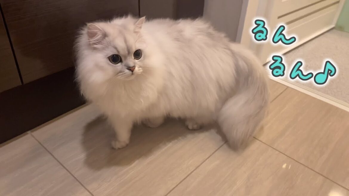 水に濡れてもお風呂場を探検する猫がかわいい…！