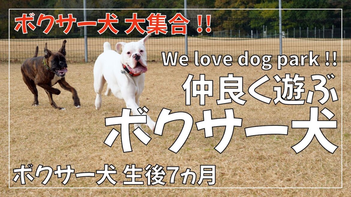4か月7か月10か月のボクサー犬 子犬 が大集合 みんな仲良く遊べて良い子に育ってます