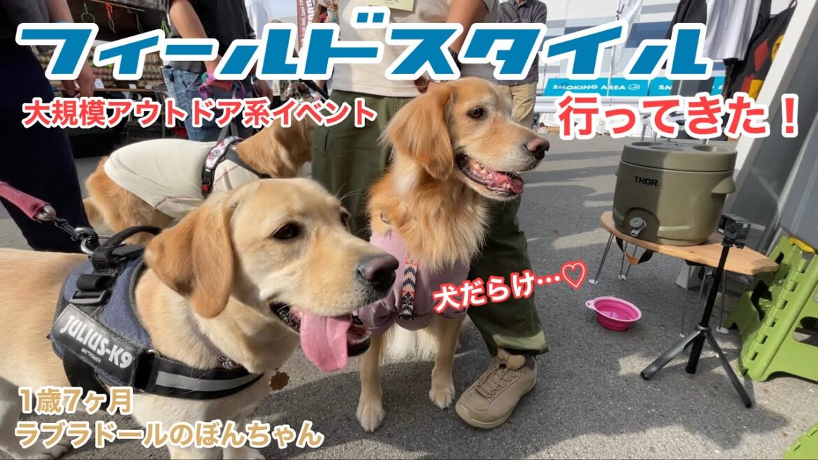 【ラブラドール#80】アウトドア系イベントに行ったら犬だらけだった☆ ラブラドールレトリバー　フィールドスタイルlabrador retriever 大型犬  ぼんちゃん　ゴールデンレトリバー