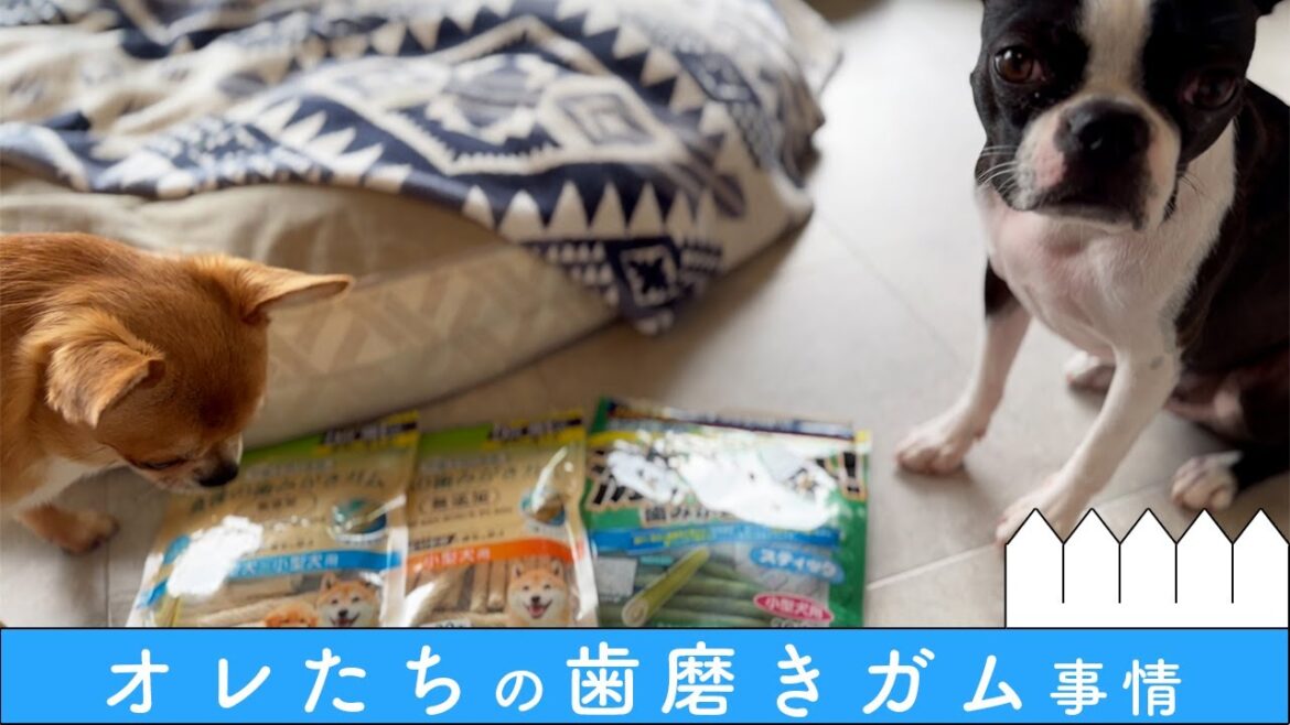 【ボストンテリア】オレたちの犬用歯磨きガム事情 【ボストンテリア】オレたちの犬用歯磨きガム事情