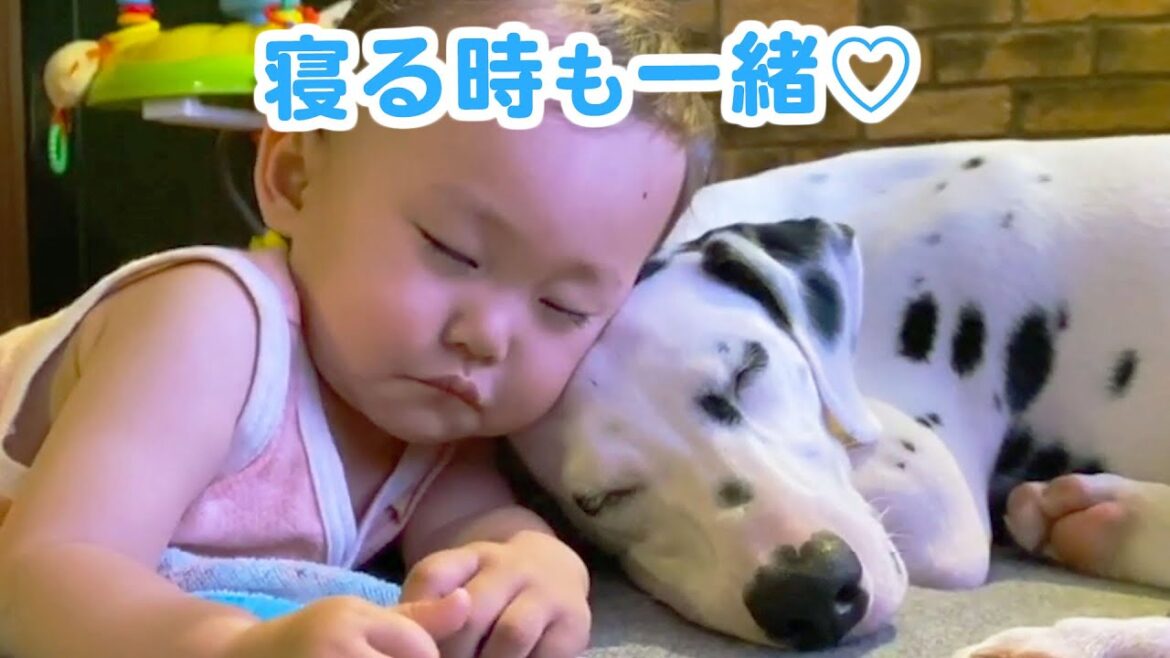 心優しいダルメシアンの姉弟と、一緒に育つ女の子