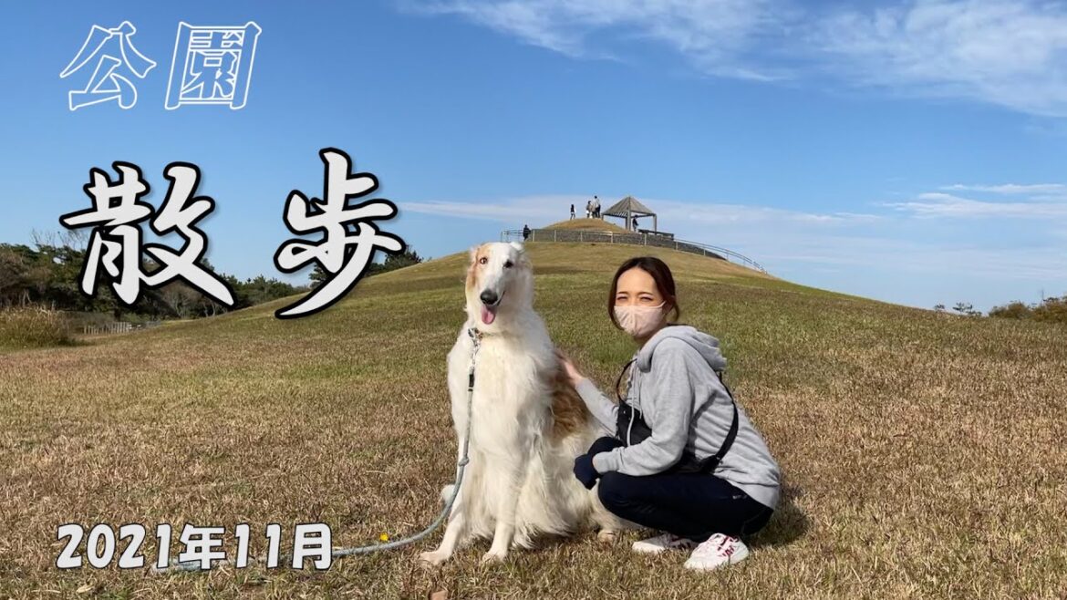 【ボルゾイ】公園を散歩する風景動画 1本のロープを超えることが出来ない遊佐