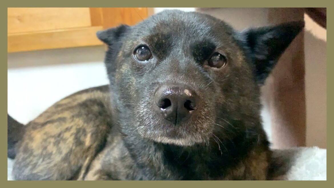 【甲斐犬】耳をペタンコにして飼い主が撫でてくれるのを待ってる甘えんぼ犬が可愛すぎる…! 【甲斐犬】耳をペタンコにして飼い主が撫でてくれるのを待ってる甘えんぼ犬が可愛すぎる…!