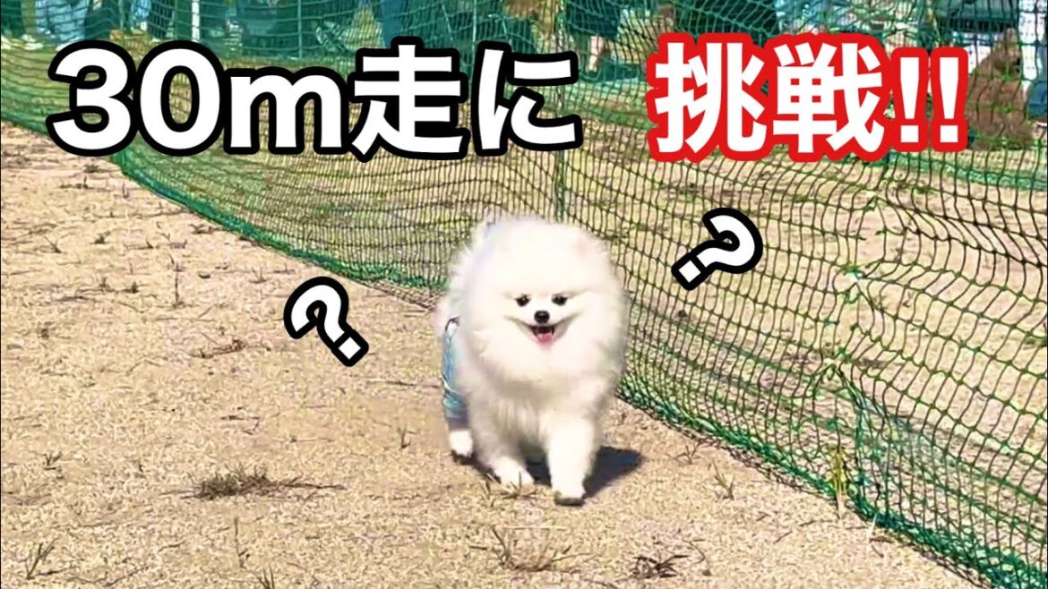30m走に初出場するも、ルールがわからないポメラニアン【ピースワンドッグフェスティバル】