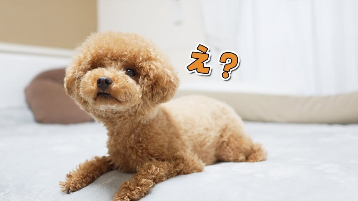 トリミングで愛犬に変化が…【トイプードル】