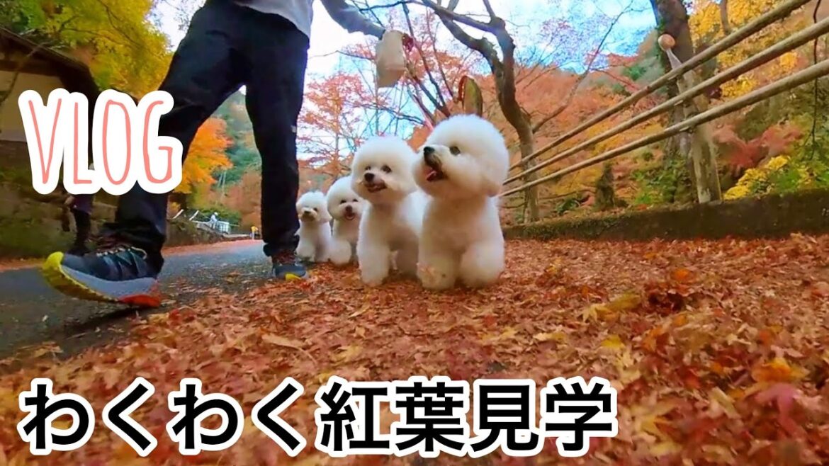 ビション4人衆と紅葉散歩に行ってきた🍁散歩の時の配慮は必要だね