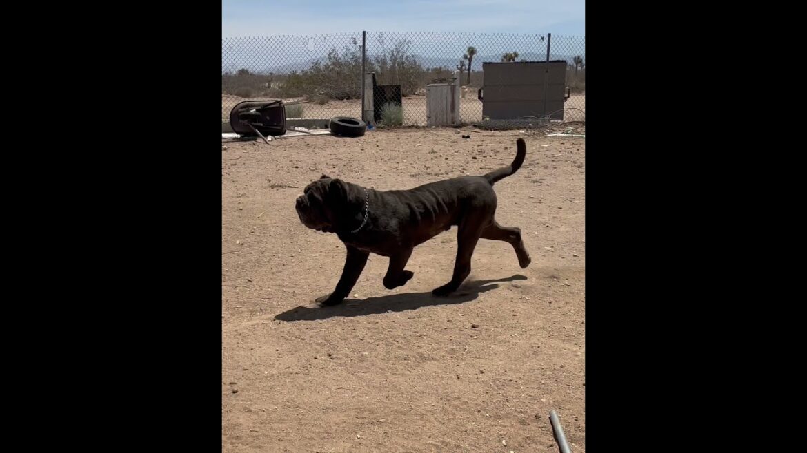 GameBred The Neapolitan Mastiff On The Move GameBred The Neapolitan Mastiff On The Move