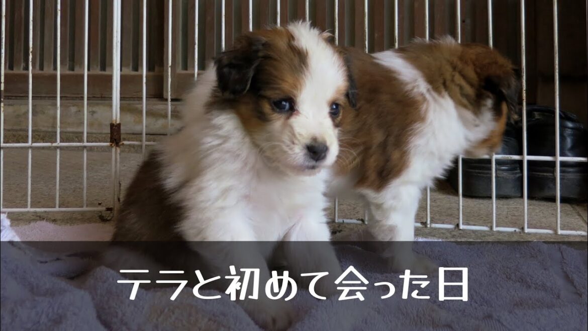 【出会った日】10年前のテラちん!コーイケルホンディエのテラとノバスコシアダックトーリングレトリバーのピコとの暮らし 【出会った日】10年前のテラちん!コーイケルホンディエのテラとノバスコシアダックトーリングレトリバーのピコとの暮らし