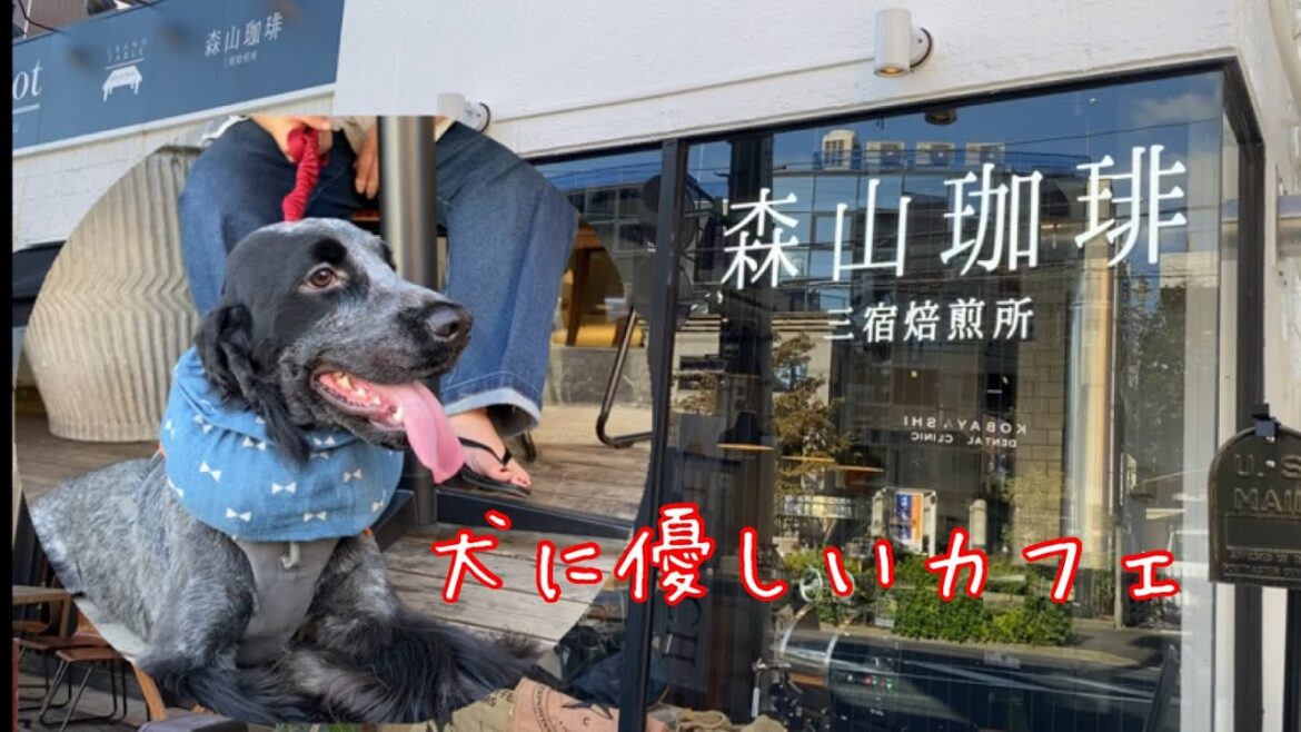 森山珈琲で癒される主とイングリッシュコッカースパニエル【ちよ君】癒やし　カフェ