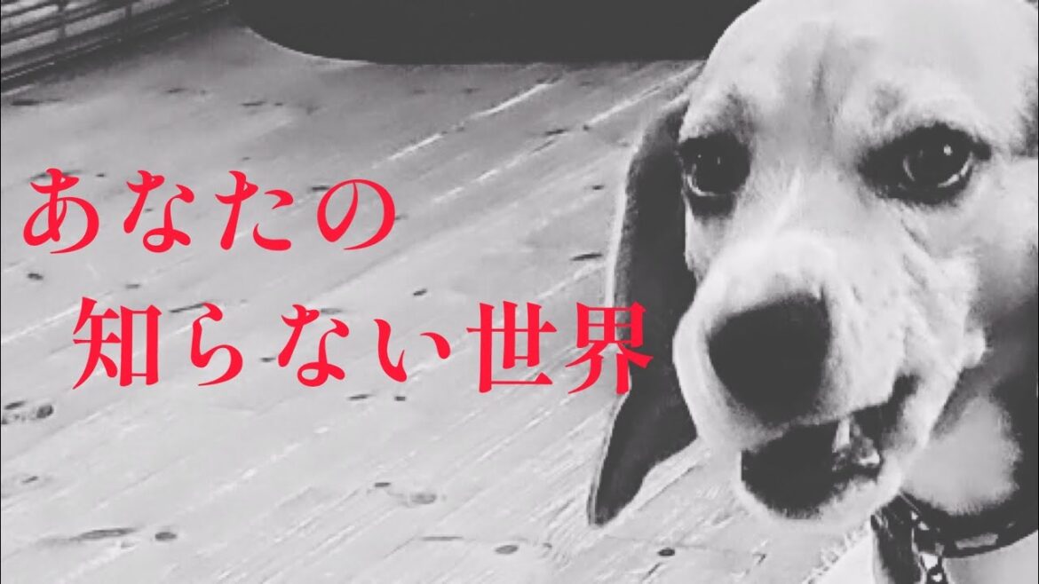 ビーグル犬の 見てはいけない世界