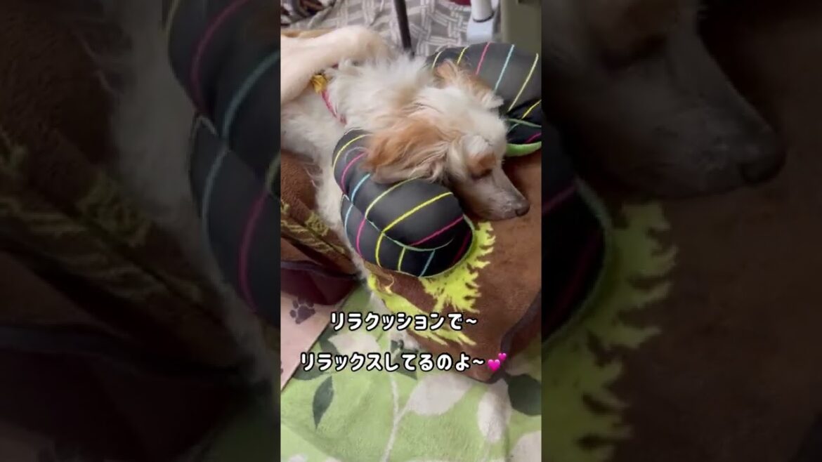 シニア犬ハナ〜 それギブス〜？【イングリッシュセッター】