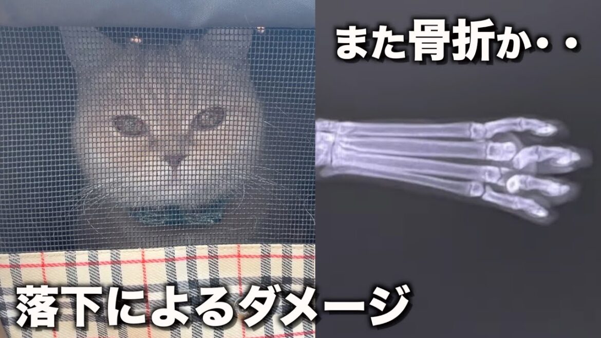 るうが悲鳴・・まさかの悪夢が再び！？【ブリティッシュショートヘア】