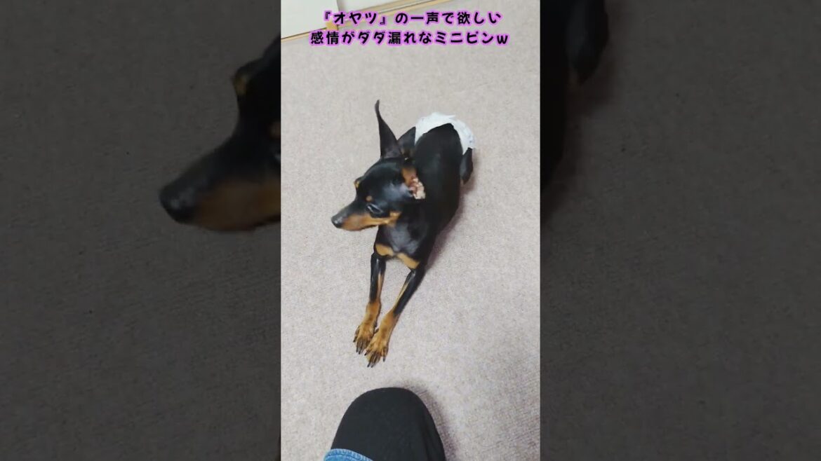 感情がダダ漏れなミニピン♡ #ミニチュアピンシャー #犬 #おやつ#感情 #可愛い #shorts