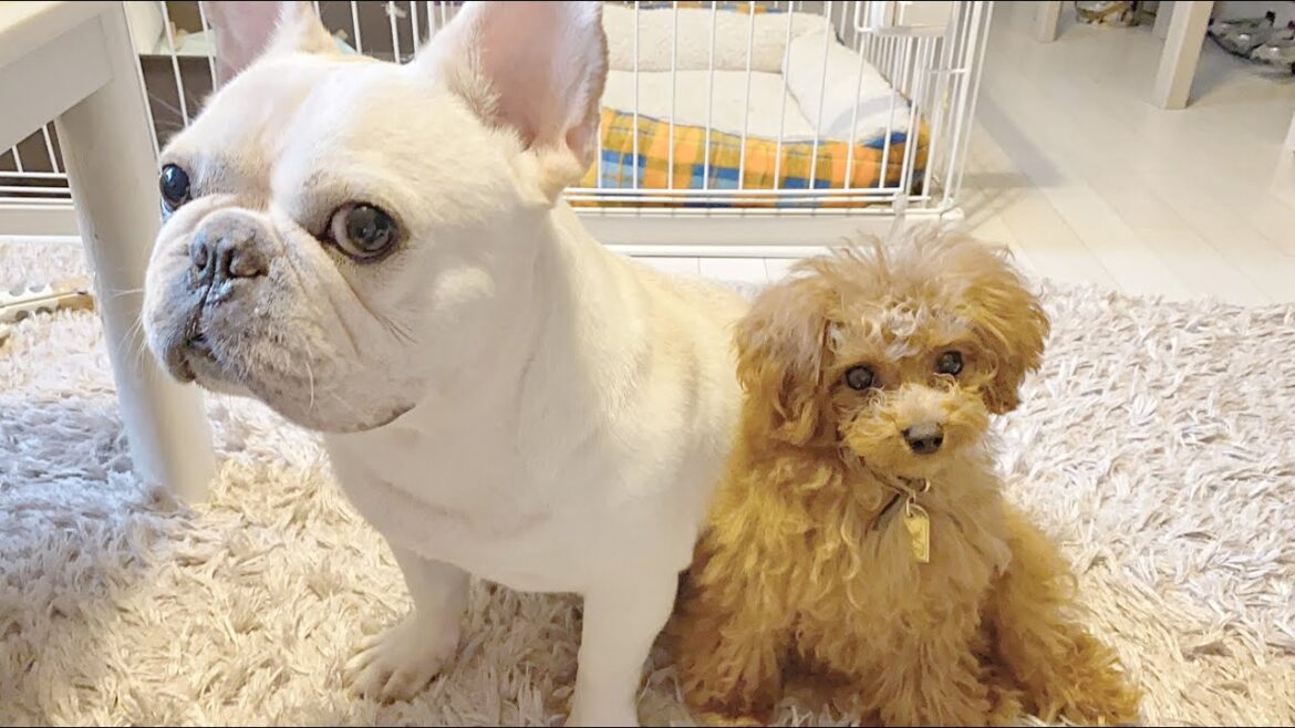 我が家にトイプードルの赤ちゃんがきました【フレンチブルドッグ frenchbulldog】