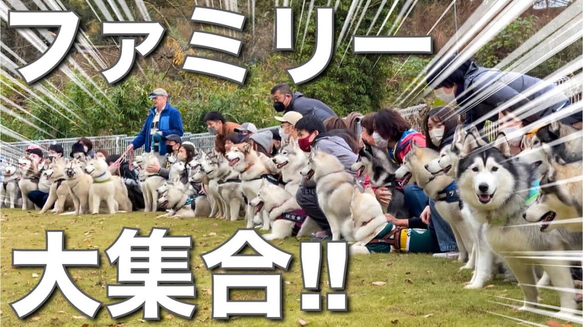 ひとりっ子ハスキーが里帰りしたらモフモフな家族たちに出逢えました♪