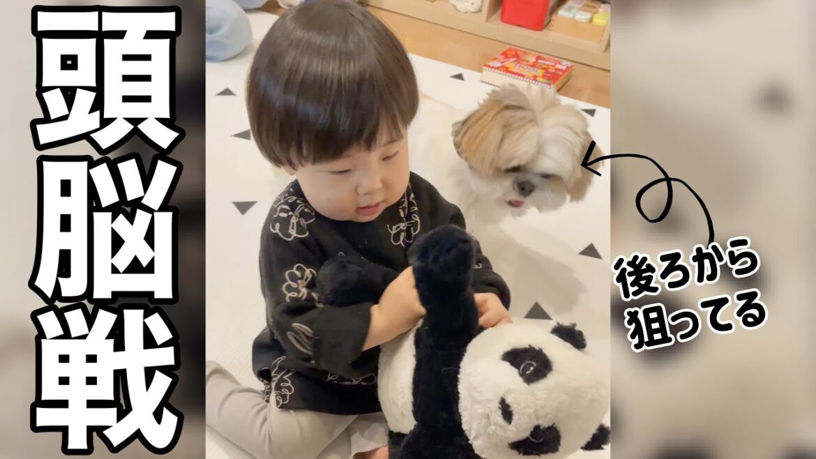 シーズー犬と1歳の息子のおもちゃ遊びが頭脳戦になってきたw #shorts シーズー犬と1歳の息子のおもちゃ遊びが頭脳戦になってきたw #shorts