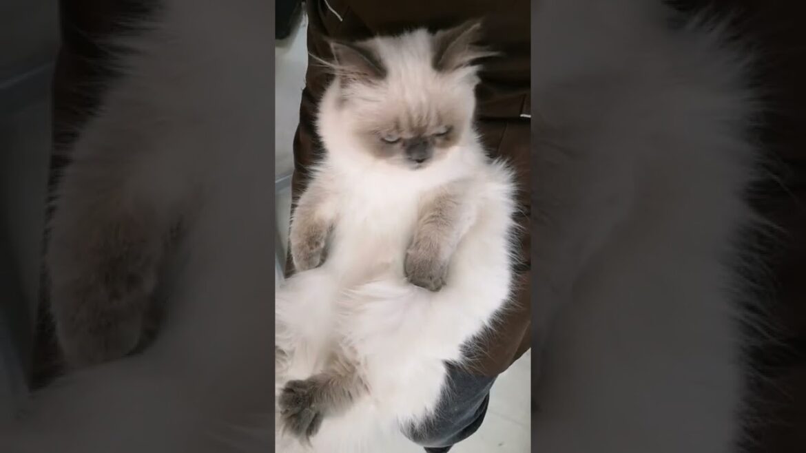 【 ヒマラヤン猫 】大人しいヒマちゃん♡（2022/3/27撮影）#shorts【マルワンさいたま武蔵浦和店】