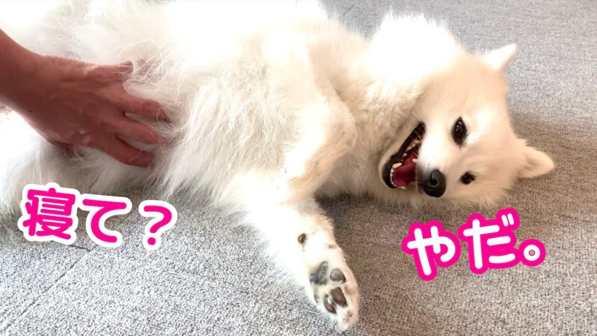 寝そうで寝ない少し眠い日本スピッツ🐶💤【犬の寝かしつけ】 寝そうで寝ない少し眠い日本スピッツ🐶💤【犬の寝かしつけ】
